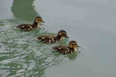 Anas platyrhynchos
