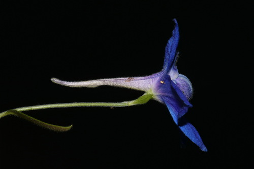 Image of Delphinium alabamicum by (c) Brian Finzel, some rights reserved (CC BY-SA)