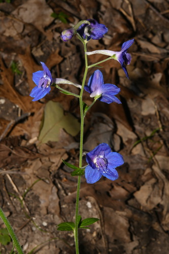 Image of Delphinium alabamicum by (c) Brian Finzel, some rights reserved (CC BY-SA)