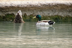Anas platyrhynchos