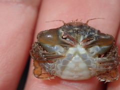 Liocarcinus navigator