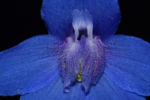 Image of Delphinium alabamicum by (c) Brian Finzel, some rights reserved (CC BY-SA)