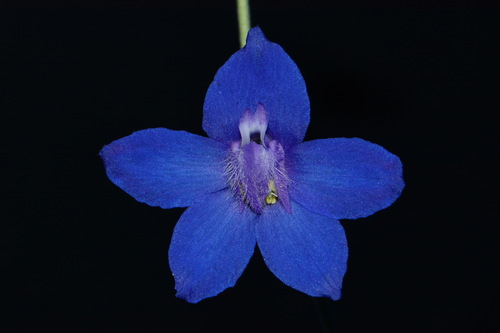 Image of Delphinium alabamicum by (c) Brian Finzel, some rights reserved (CC BY-SA)