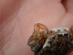 Liocarcinus navigator