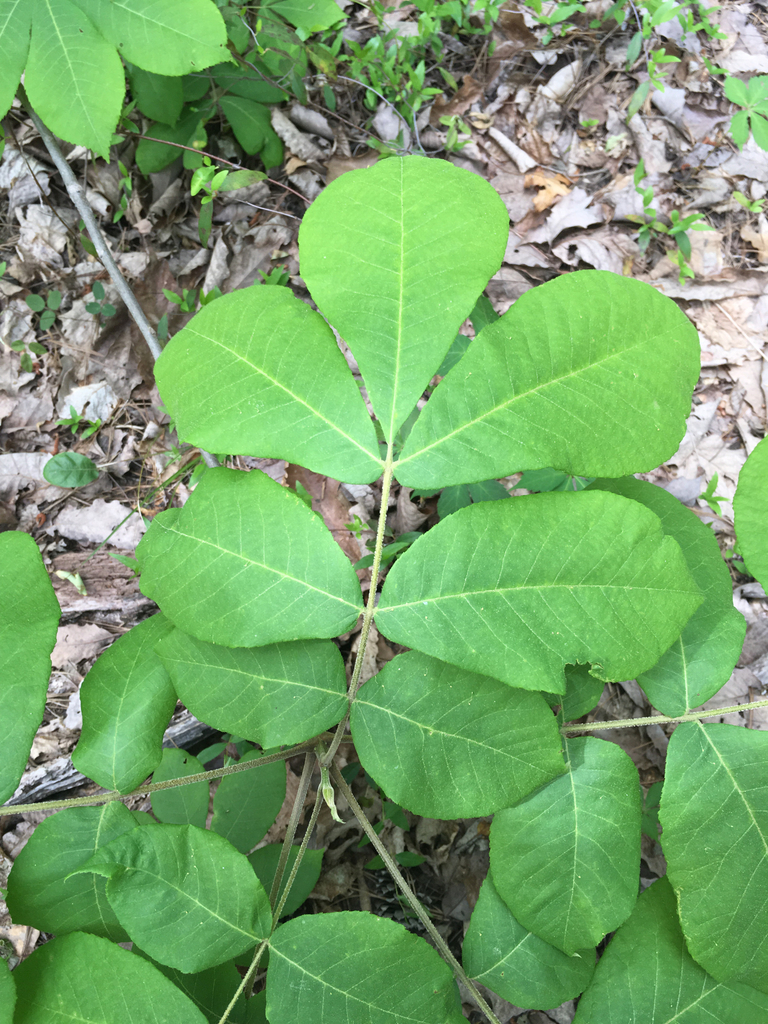 Shellbaark Tree Shellbark Hickory from 3520 Caseys Xing, Birmingham, AL, US on April 20 ...