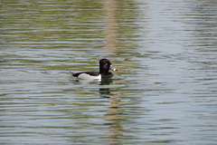 Aythya collaris