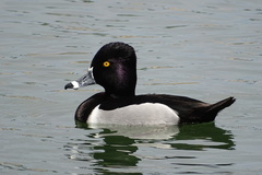 Aythya collaris