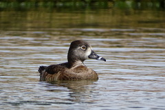 Aythya collaris