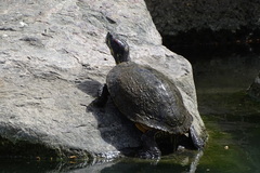 Trachemys scripta