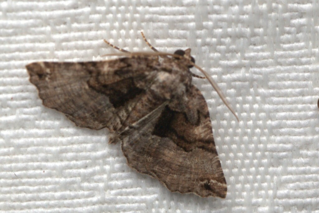 Metrocampa celaenephes