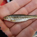 Notropis braytoni - Photo (c) Fishes of Texas team,  זכויות יוצרים חלקיות (CC BY-SA), הועלה על ידי Fishes of Texas team