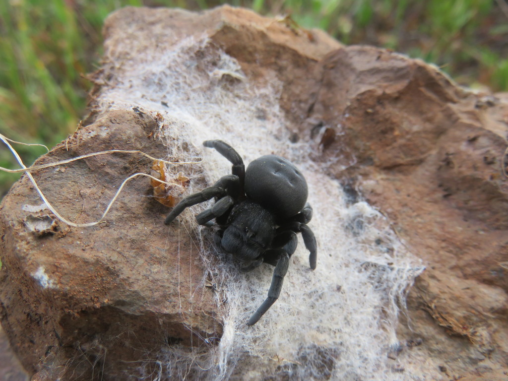 Eresus crassitibialis