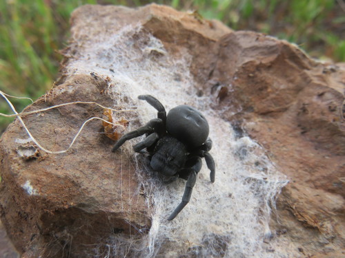 Eresus crassitibialis