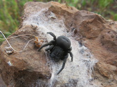 Eresus crassitibialis