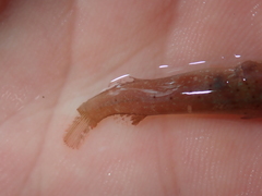 Apletodon dentatus