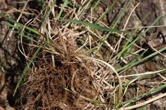 Poa cuspidata