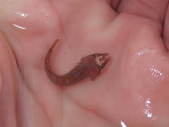 Apletodon dentatus