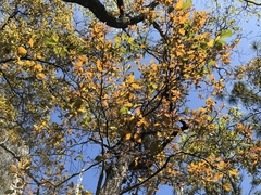 Quercus canbyi