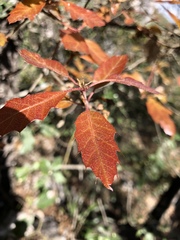Quercus canbyi
