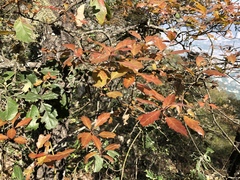 Quercus canbyi