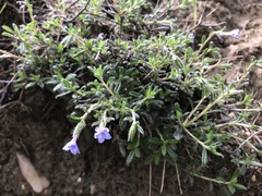 Lithodora hispidula