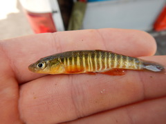Fundulus zebrinus