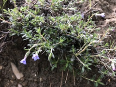 Lithodora hispidula