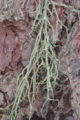 Evernia divaricata