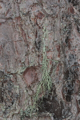Evernia divaricata