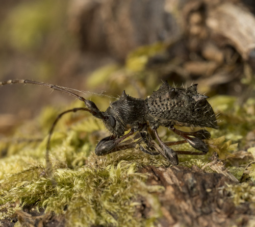 Neohoplonotus spiniferus