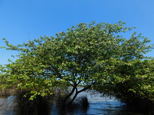 Image of Inga uraguensis by no rights reserved