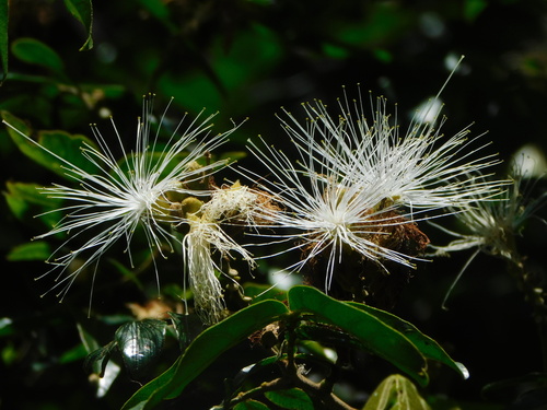 Image of Inga uraguensis by no rights reserved