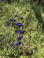 Delphinium madrense