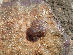 Geitodoris planata