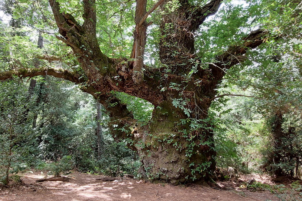 Sweet Chestnut from Zonza, France on August 12, 2021 at 0224 PM by