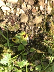 Ophrys lutea phryganae