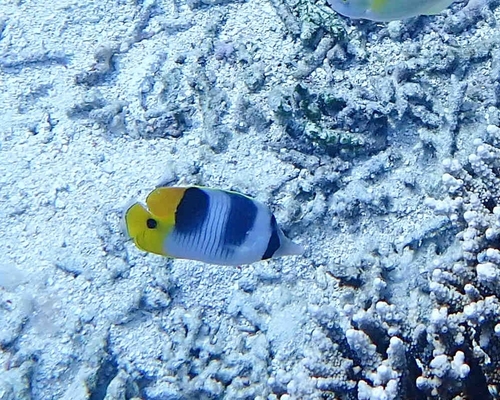 Pacific Double-saddle Butterflyfish — seen at this dive site