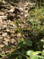 Ophrys lutea phryganae