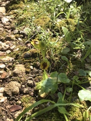 Ophrys lutea phryganae