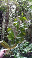 Dypsis pinnatifrons