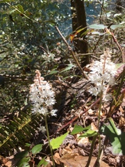 Tiarella austrina