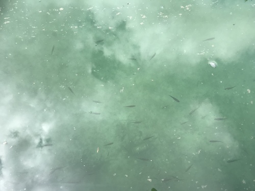 Rhodes minnow (Squalius ghigii) — Cyprinidae