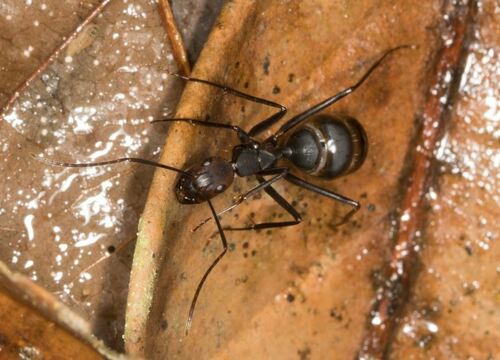 Camponotus haematocephalusCamponotus haematocephalus