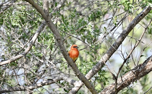 iNaturalist image