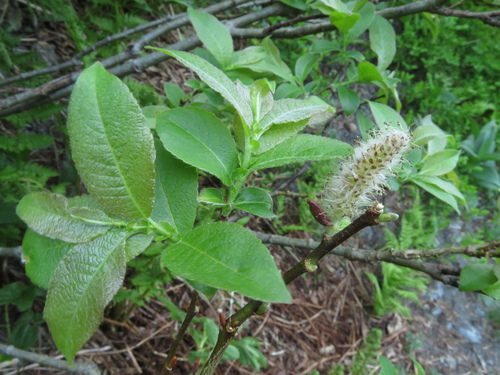 Image of Salix silesiaca by (c) Milan Chytrý, some rights reserved (CC BY)