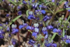 Collinsia torreyi