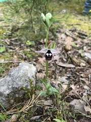 Ophrys reinholdii
