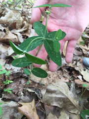Euphorbia pubentissima