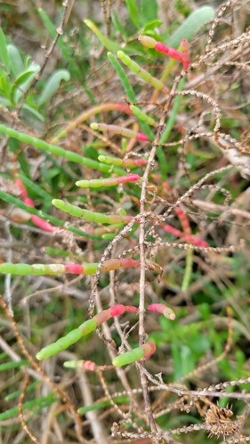 Image of Perennial Glasswort (Salicornia ambigua) by no rights reserved