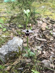 Ophrys reinholdii